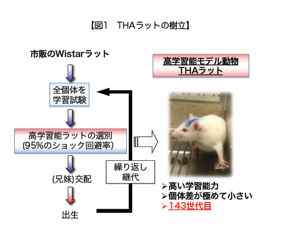 図1 THAラットの樹立