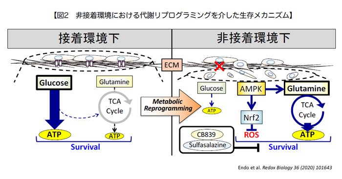 図2 非接着環境における代謝リプログラミングを介した生存メカニズム